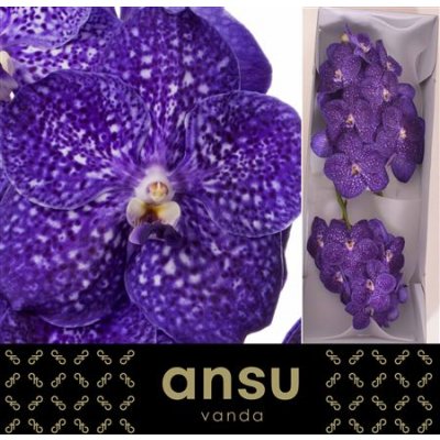 Vanda By Flower Tweed Blue