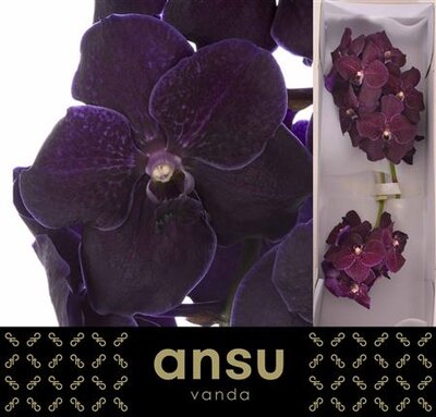 Vanda By Flower Velvet Blackberry