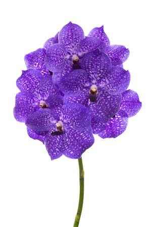 Vanda By Flower Violet Blue 83