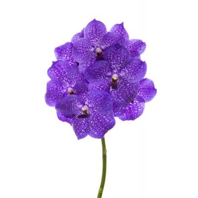 Vanda By Flower Violet Blue 83