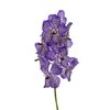 Vanda By Flower Violet Ink