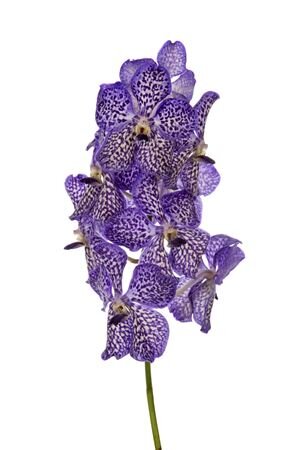 Vanda By Flower Violet Ink