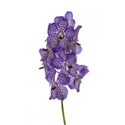 Vanda By Flower Violet Ink