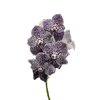 Vanda By Flower Violet Spot 779