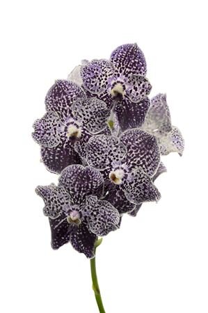 Vanda By Flower Violet Spot 779