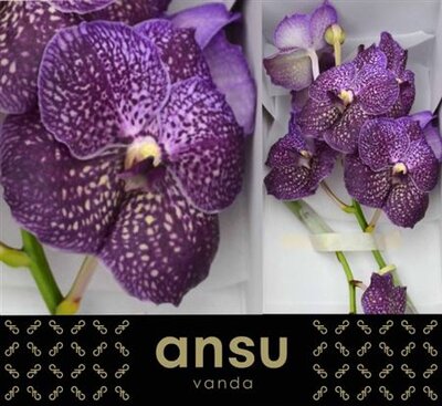 Vanda By Flower Violetta Dark