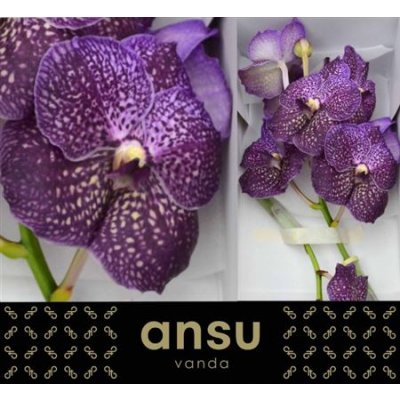 Vanda By Flower Violetta Dark