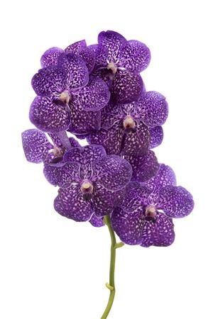 Vanda By Flower Vivid Violet