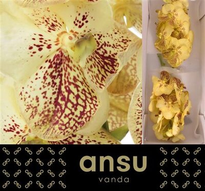 Vanda By Flower Yellow Henna