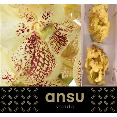 Vanda By Flower Yellow Henna