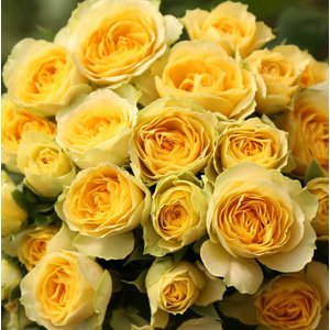 Роза кустовая Mzurrie Bondorero