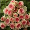 Роза кустовая Mzurrie Dinara