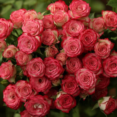 Роза кустовая Mzurrie Hayley