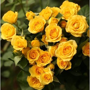 Роза кустовая Mzurrie Yellow Babe