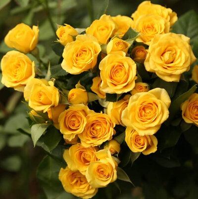 Роза кустовая Mzurrie Yellow Babe