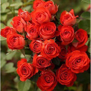 Роза кустовая Mzurrie Zadique