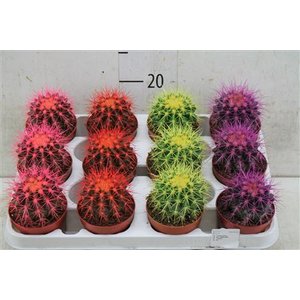 Echinocactus Rainbow Mix