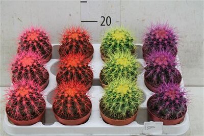 Echinocactus Rainbow Mix