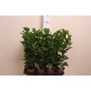 Ficus Moclame