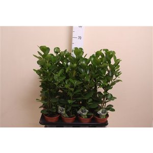 Ficus Moclame