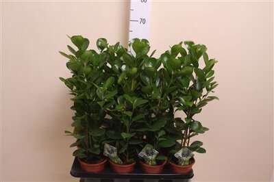 Ficus Moclame