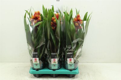 Guzmania Brush