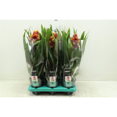 Guzmania Brush