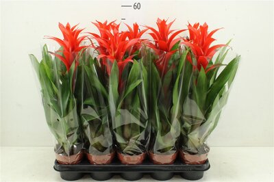 Guzmania Ostara