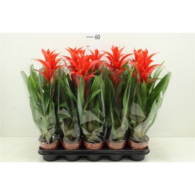 Guzmania Ostara