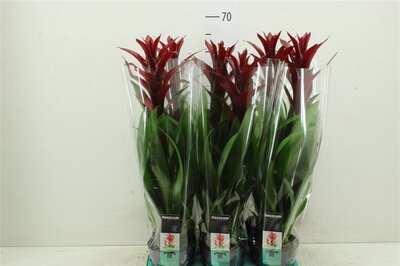 Guzmania Switch