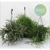 Rhipsalis Mix Hangpot