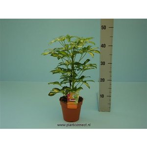 Schefflera Gerda