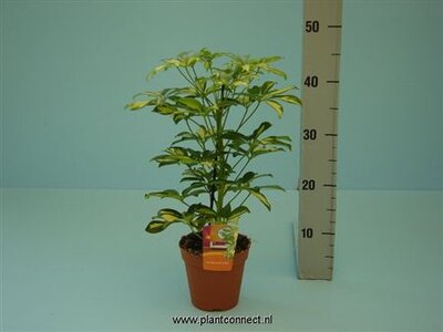 Schefflera Gerda