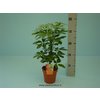 Schefflera Nora