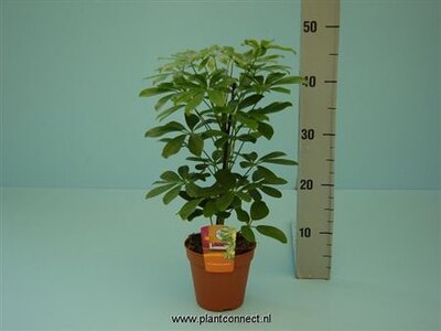 Schefflera Nora