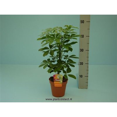 Schefflera Nora