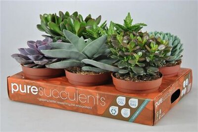 Succulenten Mix