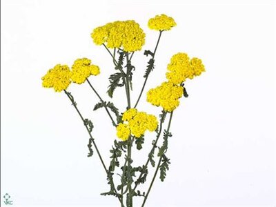 Achillea Moonshine