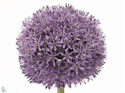 Allium Gladiator