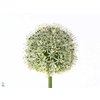 Allium Mount Everest