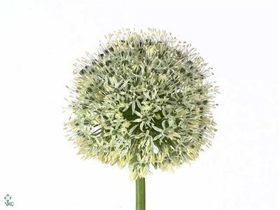 Allium Mount Everest