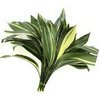 Aspidistra (Variegated)