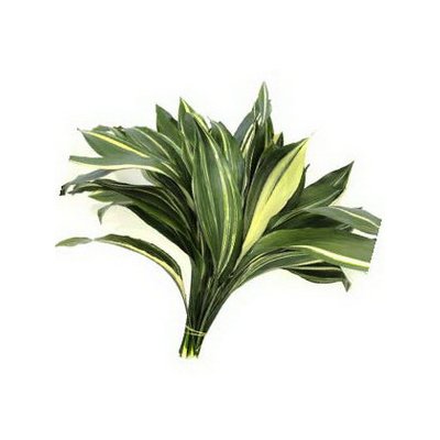 Aspidistra (Variegated)