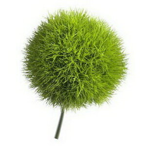 Dianthus (Green Trick)