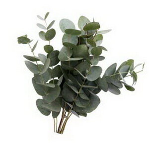 Eucalyptus silver