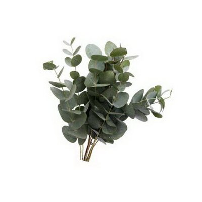 Eucalyptus silver