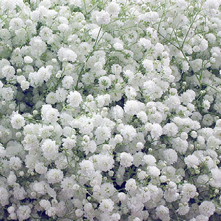 Gypsophila Avrora