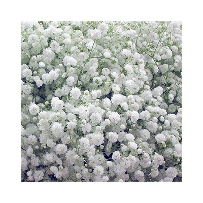 Gypsophila Avrora