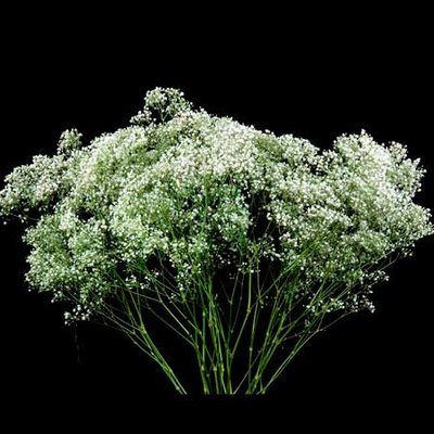 Gypsophila Vivo