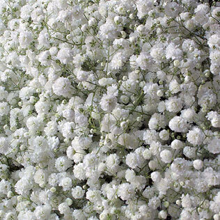 Gypsophila Xlence